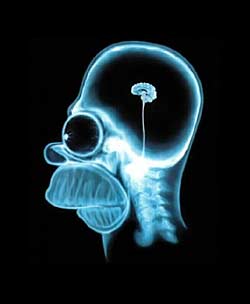 Homer Simpson's brain